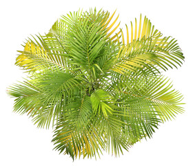 Wall Mural - top view palm leaves tree isolated on transparent background png file