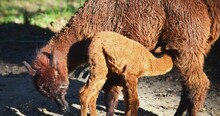 Baby Alpaca Suckling Its Mum Close-up