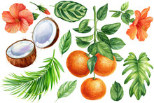 Orange Branch, Coconut, Palm Leaf, Hibiscus Flowers, Watercolor Botanical Painting, Floral Design Illustration