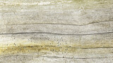 Fototapeta  - Naturalne tło, tekstura starego suchego  pnia drzewa. 