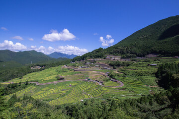 Countryside view, color sky and rice field