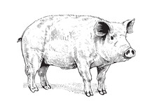 Farm Pig Sketch Hand Drawn Side View Farming Vector Illustration