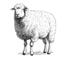 Farm Sheep Sketch Hand Drawn Side View Farming Vector Illustration