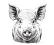 Piglet portrait hand drawn sketch Farming and livestock Vector illustration.