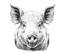 Piglet Portrait Hand Drawn Sketch Farming And Livestock Vector Illustration.
