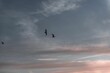 Beautiful shot of bird silhouettes in flight