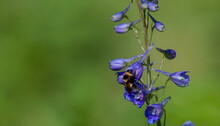 Blue Delphinium Flower And Bumblebee Close-up On A Background Of Greenery