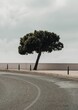 Vertical shot of a tree growing by an asphalt road
