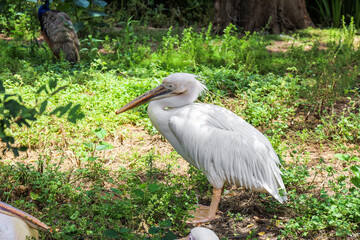Sticker - Beautiful pelican in zoological garden