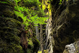 Fototapeta Las - Natural landscape - view of the rocks covered with moss and ferns in the forest, Saxon Switzerland, Germany