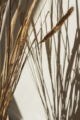 Wall Mural - Elegant gentle dried grass bouquet with sunlight shadow reflections on the wall