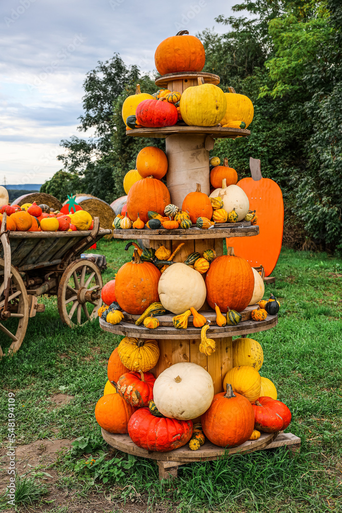 Stand with fresh pumpkins at farm