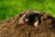 Mole crawling out of brown molehill
