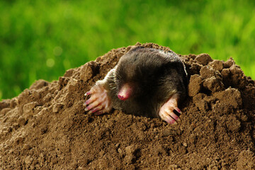 Mole crawling out of brown molehill