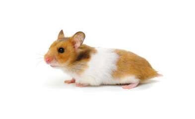 Wall Mural - Syrian Hamster isolated on a white