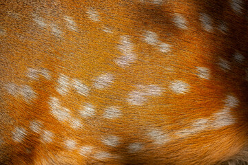 Wall Mural - sika deer fur close up. red animal fur background, fur texture. dappled deer.