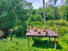 Group Of Proboscis Monkey Eating Fruits Veggie. Labuk Bay Proboscis Monkey Sanctuary, Sabah, Malaysia. Long Nose Monkey.