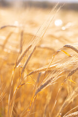 Wall Mural - Wheat field on a sunny day. Grain farming, ears of wheat close-up. Agriculture, growing food products.