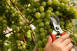 Farmer with secateurs picking ripe grapes in garden, closeup