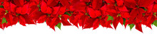 PNG Christmas Banner Red Poinsettia Flower Isolated