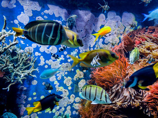 Wall Mural -  Underwater Scene With Coral Reef And Tropical Fish