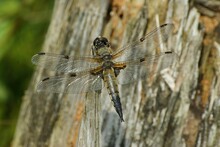 Four-spotted Chaser Dragonfly With Blur Tree Bark In The Background