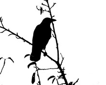 Silhouette Of Raven On A Branch, White Background