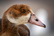 Egyptian Goose (Alopochen Aegyptiaca) Juvenile Portrait. Kleinmond. Western Cape. South Africa.