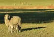 An ewe and her suckling lamb in a pasture with dry yellow grass