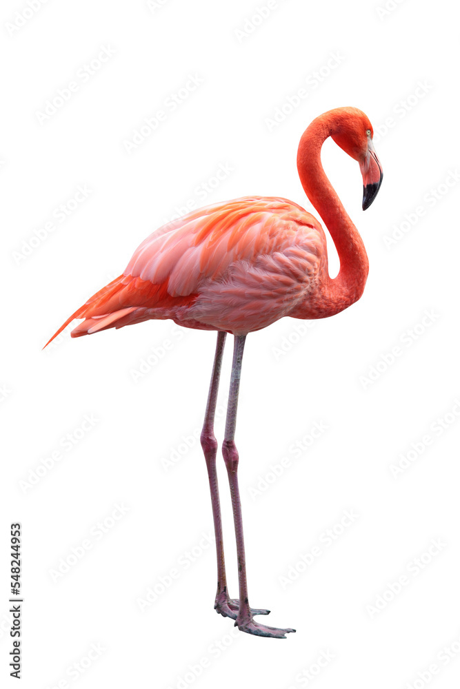 Pink Flamingo. PNG file. Stock Photo | Adobe Stock