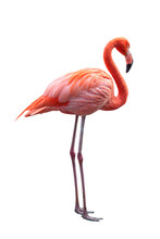 Pink Flamingo. PNG File.