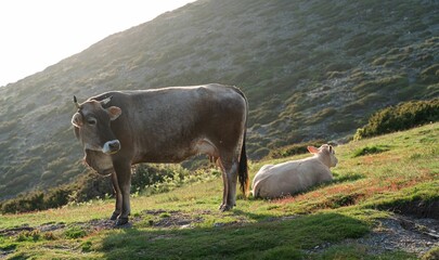 Poster - Two cows in Matagalls peak in the Montseny massif of Catalonia