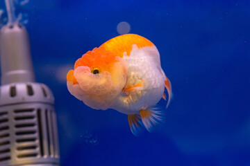 Wall Mural - The goldfish in the cabinet on blue background.