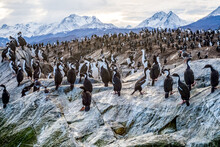 Sea Lions And Cormorant Of Tierra Del Fuego. Province In Argentina. Nature Of South America