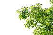 leaf branch Isolate on transparent background PNG file