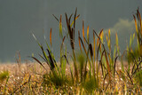 Fototapeta Krajobraz - kwiaty na łące