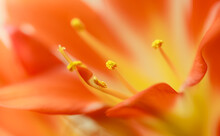 Orange Blooming Clivia Miniata Flower