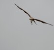 Brown kite bird flying in the blue sky