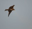 Brown kite bird flying in the blue sky