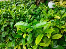 A Pile Of Green Leaves Of Gardenia Jasminoides Plant Used For Background