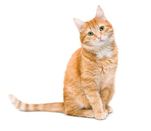 Cute Ginger Cat Sitting And Looking At The Camera ,isolated On White Background