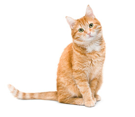 cute ginger cat sitting and looking at the camera ,isolated on white background