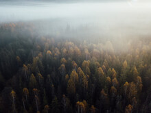 Misty Morning In The Autumn Forest.Aerial View