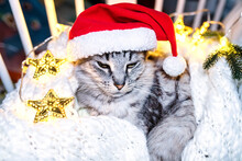 Calm Gray Cat In A Crib. Cat In A Santa Claus Hat And Garlands Of An Asterisk With Lights