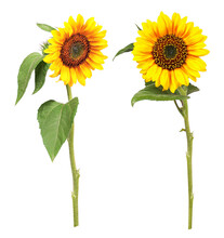 Sunflowers With Different Views, Transparent Background
