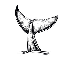 Whale Tail In The Water, Vector Illustration. Black And White Whale’s Sketch.