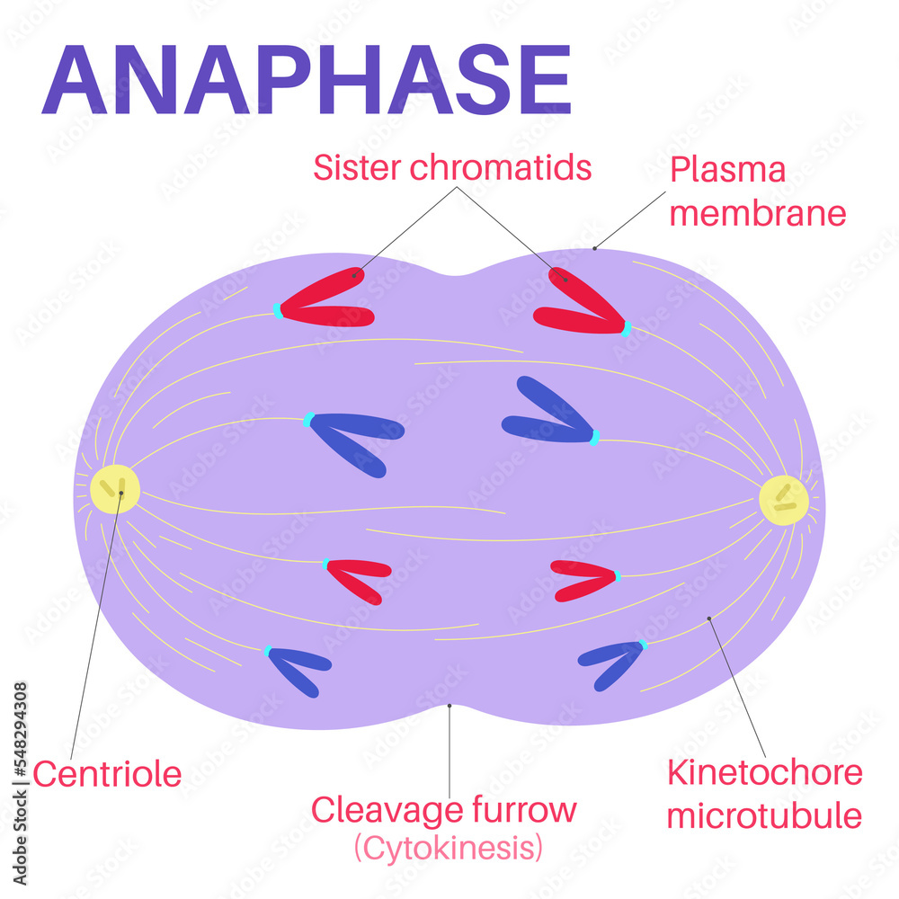 Anaphase and Telophase