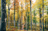 Fototapeta Las - Path in the middle of the forest with autumn foliage