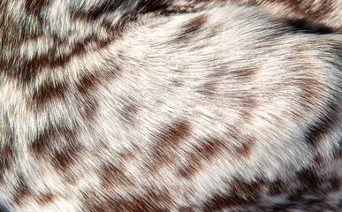 Wall Mural - beautiful spotted fur close-up. texture of brown animal wool. dog fur.