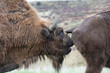 Wild free roaming European bison Bison bonasus bovid in natural landscape in Flehmen posture
